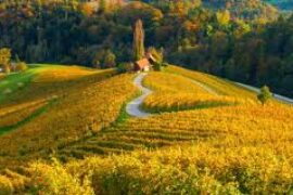 Latvian State Forest Jobs 2025