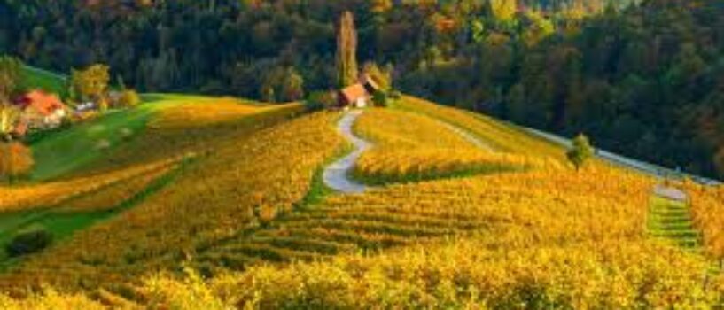 Latvian State Forest Jobs 2025